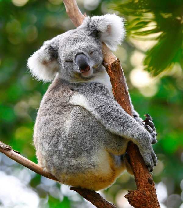 Lone Pine Koala Sanctuary