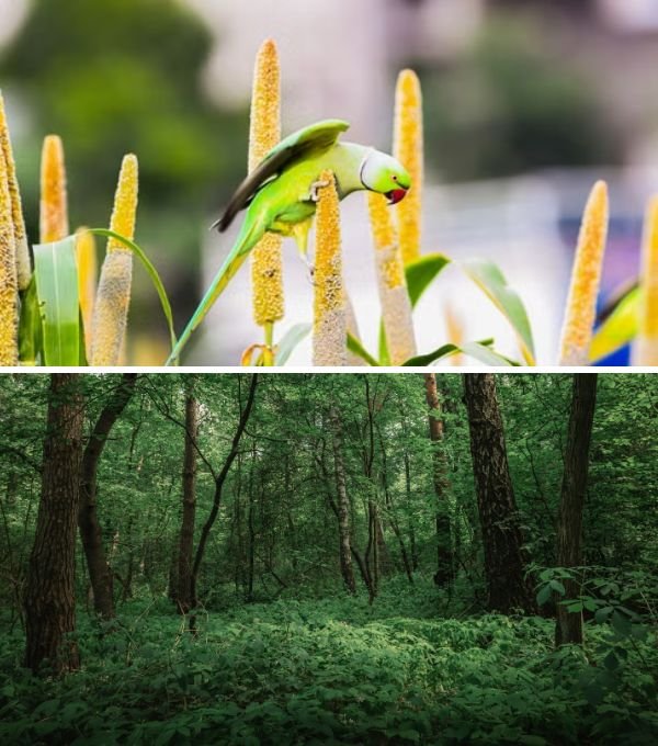 Millet Bird Sanctuary