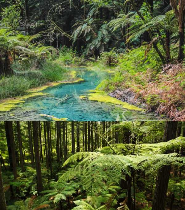 New Zealand Redwoods - Whakarewarewa Forest