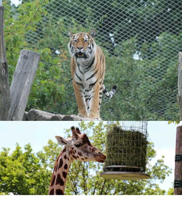 Vienna - Zoo